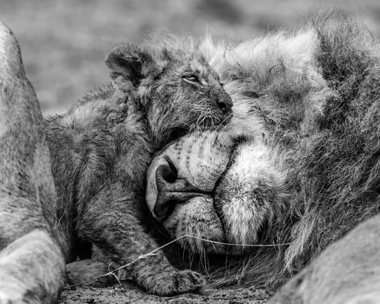 A Safe Place