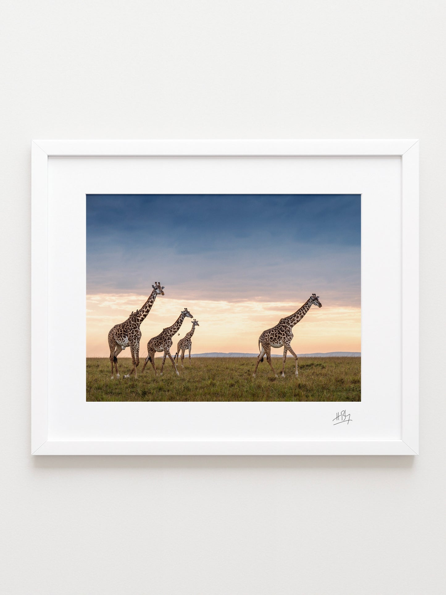 Four Giraffes