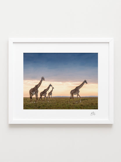 Four Giraffes