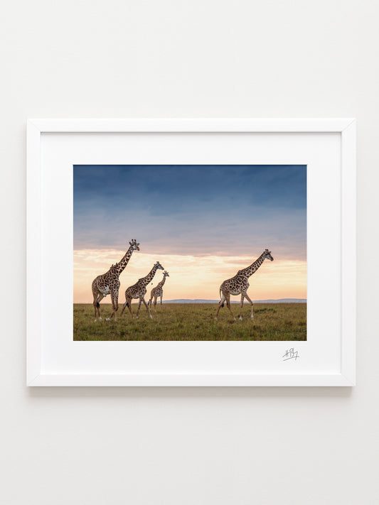 Four Giraffes